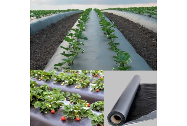 Mulching Sheets per kg