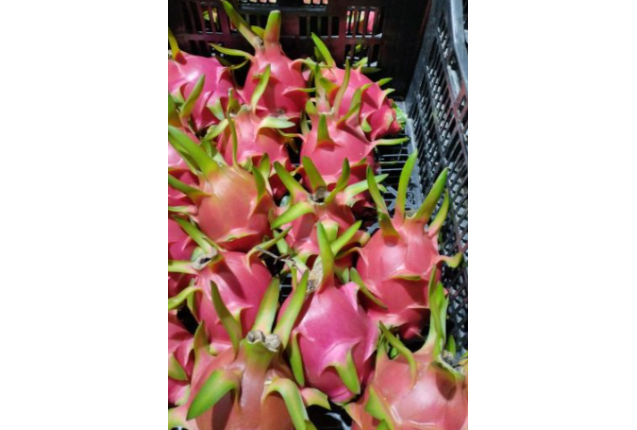 Red Dragon Fruit  4.50kg per box