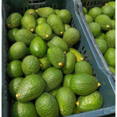 Avocado Hass  4.00kg per box