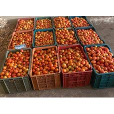 Premium Fresh Tomatoes - 25kg