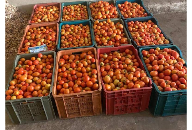 Premium Fresh Tomatoes - 25kg