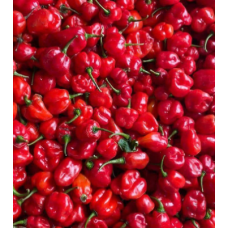 Premium Fresh Habanero Pepper - 50kg