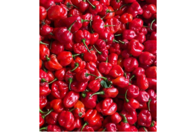 Premium Fresh Habanero Pepper - 50kg