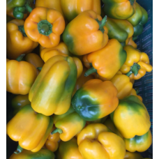 Premium Fresh Bell pepper- 50kg