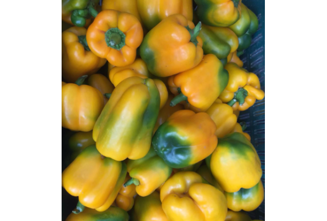 Premium Fresh Bell pepper- 50kg