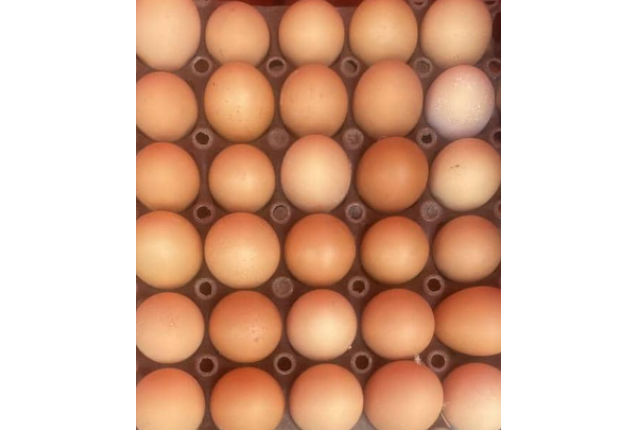 Premium Eggs - per crate