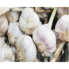 Garlic per kg x 50