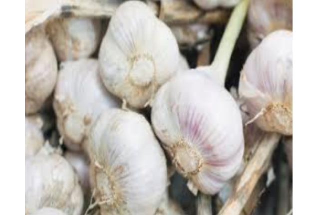 Garlic per kg x 50