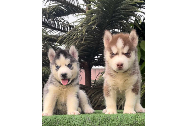 Siberian Husky -price for both sex