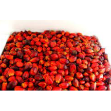 Palm Nut Per ton