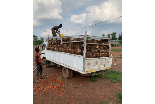 Palm Nut Per ton