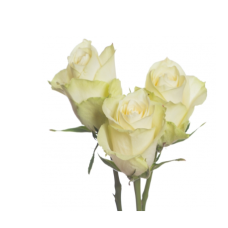 Athena Rose Flower -White Color, per Stem 50CM