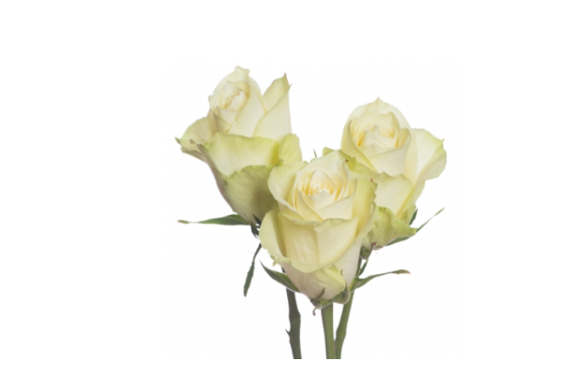 Athena Rose Flower -White Color, per Stem 40CM