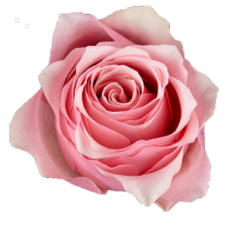 Celeb Rose Flower -Pink Color, per Stem 35CM