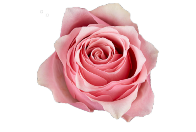 Celeb Rose Flower -Pink Color, per Stem 50CM