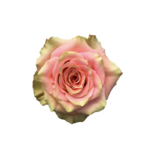 Love Pearl Rose Flower -Bi-Pink Color, per Stem 50CM