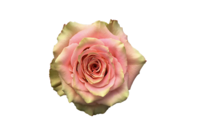 Love Pearl Rose Flower -Bi-Pink Color, per Stem 40CM