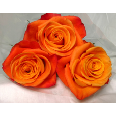 Confidential Rose Flower -Orange Color, per Stem 40CM