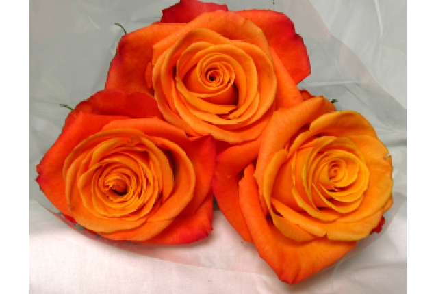 Confidential Rose Flower -Orange Color, per Stem 40CM