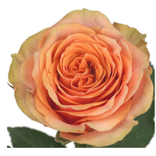 Lamu Rose Flower -Salmon Color, per Stem 50CM