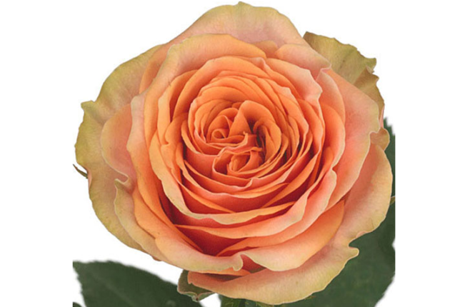 Lamu Rose Flower -Salmon Color, per Stem 50CM