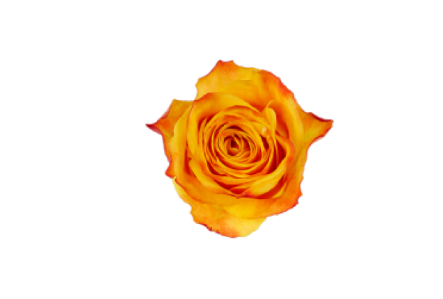 Sombrero Rose Flower -Bi -Orange Color, per Stem 35CM