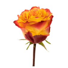 Silantoi Rose Flower -Bi-Orange Color, per Stem 40CM