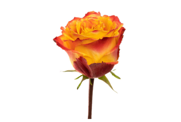 Silantoi Rose Flower -Bi-Orange Color, per Stem 40CM