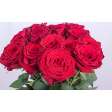 Madam Red Rose Flower -Red Color, per Stem 60CM