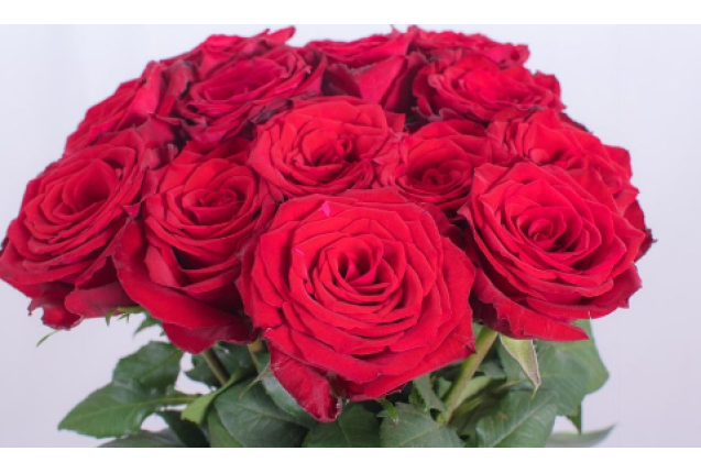 Madam Red Rose Flower -Red Color, per Stem 35CM