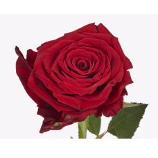 Abba Rose Flower - Red Color, 