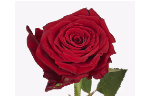 Abba Rose Flower - Red Color, per Stem 50CM