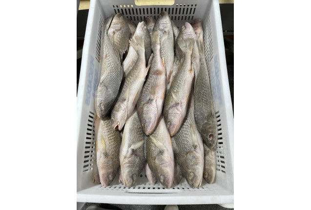 Frozen Whole round yellow croaker (micropogonias furnieri) 250-500g Block frozen 10kg cartoon box x 30