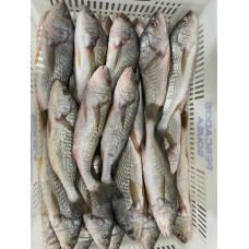 Frozen Whole round yellow croaker (micropogonias furnieri) 250-500g Block f