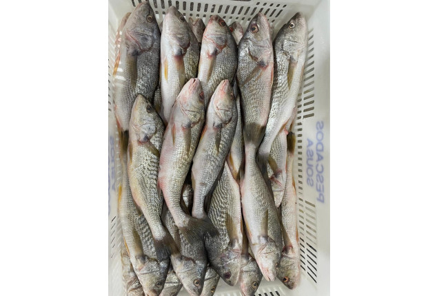 Frozen Whole round yellow croaker (micropogonias furnieri) 250-500g Block frozen 10kg cartoon box x 30