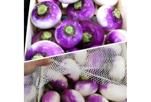 PURPLE TURNIP