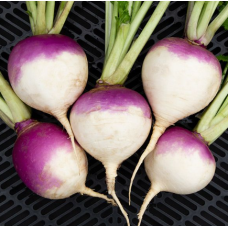 PURPLE TURNIP