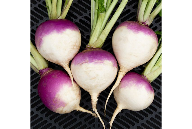 PURPLE TURNIP