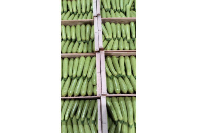 WHITE COURGETTE