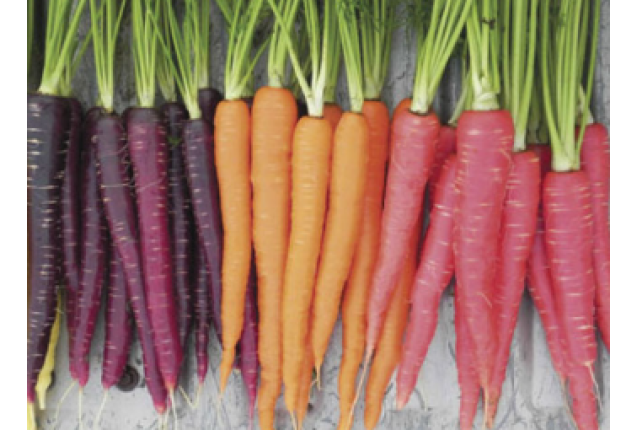 Carrots Heirloom - (Red, Purple or Orange)  5kg/Box