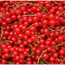 Red Currant 1.5kg/Box