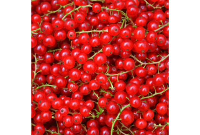 Red Currant 1.5kg/Box