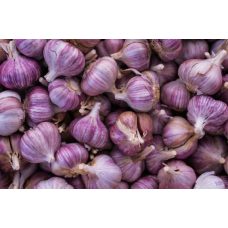 Garlic Violet 5kg/Box