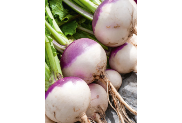 Turnip Purple  3kg/Box