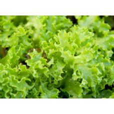 Lettuce 5kg/Box