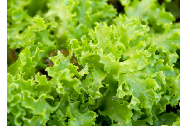 Lettuce 5kg/Box