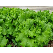 Lettuce Batavia 6.9kg/Box