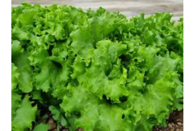 Lettuce Batavia 6.9kg/Box