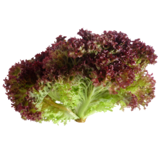 Lettuce Lollo Rosso 2.6kg/Box