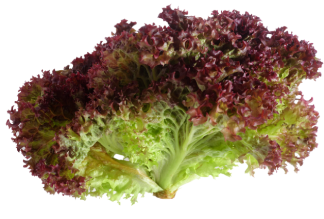 Lettuce Lollo Rosso 2.6kg/Box